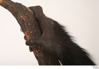 Chimpanzee Bonobo hand 0019.jpg